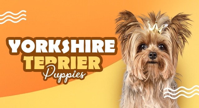 Yorkshire Terrier puppies